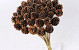 Pine Cone on 50cm stem