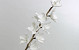 Fleur en mousse Blanc, D 11cm