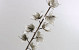 Foam Blossom White/Grey, D 11cm