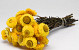 Helichrysum Open Geel 45cm