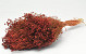 Broom Bloom Rust Red 50cm