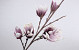 Schaumstoff Magnolia Weiß/Lila