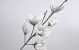 Magnolia en mousse Blanc/Gris, D 18cm