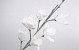 Magnolia en mousse Blanc, D 18cm
