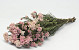 Rice Flower 60cm, 10 stelen
