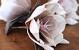 Foam Bloem Wit/Mocca, D 16cm