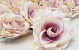 Rose Rose/Creme D11cm 