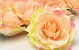 Rose Satin D11cm Peach/Pink