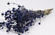 Eryngium Disteln 60cm Blau