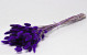 Bouquet Lagurus Violet 65cm