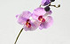 Orchidée Papillon 33cm Rose