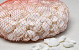 Shells White Chippi Small 1kg