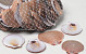 Shells Amusium Japonicum 1kg