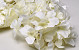 Hydrangea Head Cream D16cm