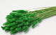 Bouquet Lagurus Vert 65cm