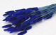 Lagurus Blau 60cm