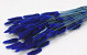 Lagurus Blauw 60cm