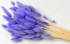 Bouquet Lagurus Violet Clair 65cm