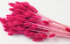 Bouquet Lagurus Fuchsia 65cm