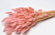 Lagurus Soft Pink 65cm