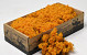 Lichen stabilisé Orange 500gr.