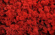 Lichen stabilisé Rouge par kg