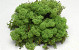 Reindeer Moss Medium Green 40g.