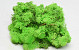 Lichen stabilisé Vert Herbe Clair 40gr.