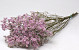 Limonium Pink 70cm 