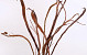 Salix Sekka 80cm par Branche