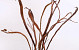 Salix Sekka 80cm pro Zweig