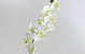 Phalaenopsis 9-flowers 80cm white