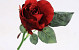 Rose Rot 30cm