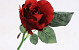 Rose Rouge 30cm