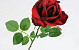 Rose 37cm Rouge