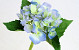 Hortensia 35cm bleu