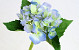 Hydrangea 35cm blue