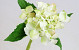 Hortensien 35cm Weiss