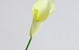 Calla White 45cm