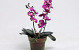 Pot with Orchids Fuchsia H30cm
