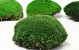 Boule de mousse Vert Forêt échantillon