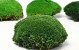 Cushion Moss Forest Green Sample