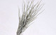 Touffe de Tillandsia 35cm