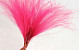 Stipa Penata 50cm, Roze, bosje van 10 toeven