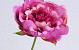 Peony Rose 25cm dark Pink