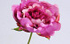 Pfingstrosen 25cm Dunkel Rosa
