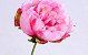 Pivoine 25cm rose