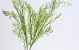 Bambou 48cm Vert
