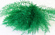 Air Fern Vert 15cm 5-Pack 