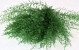 Air Fern Olive Green 15cm 5-Pack 